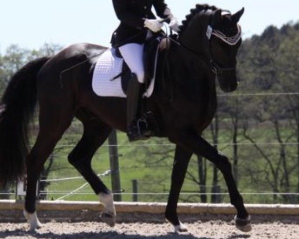 dressage horse Feliciano Gold (German Sport Horse, 2014, from For Romance I)