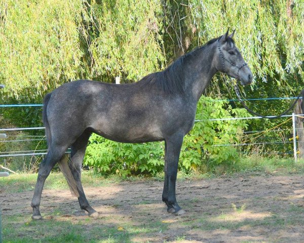 horse Midgard S'Frost (Anglo-Arabs, 2020, from Signum xx)