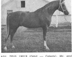 stallion Asil Zeus ox (Arabian purebred, 1961, from Orbit ox)