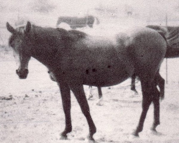 broodmare Rafarah ox (Arabian purebred, 1940, from Raffles ox)