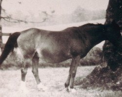 broodmare Aatika ox (Arabian purebred, 1926, from Tabab 1921 ox)