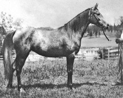 broodmare Sheria ox (Arabian purebred, 1911, from Abbeian 1889 ox)