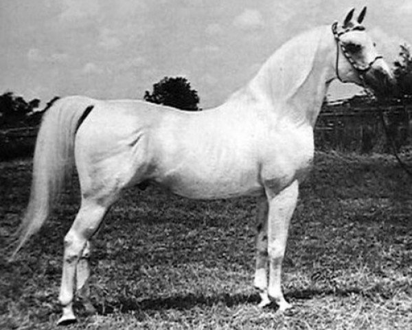 stallion Rafferty ox (Arabian purebred, 1953, from Raffles ox)