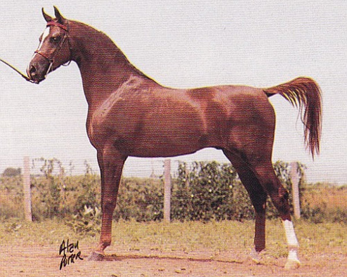 stallion Beraiah ox (Arabian purebred, 1980, from Barich de Washoe ox)