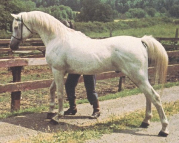 stallion Kubriya ox (Arabian purebred, 1946, from Raffles ox)