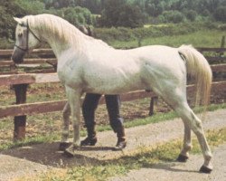 stallion Kubriya ox (Arabian purebred, 1946, from Raffles ox)