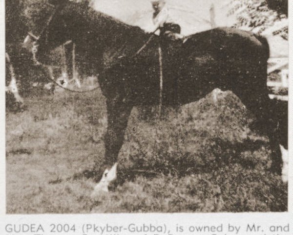 stallion Gudea ox (Arabian purebred, 1941, from Khyber ox)