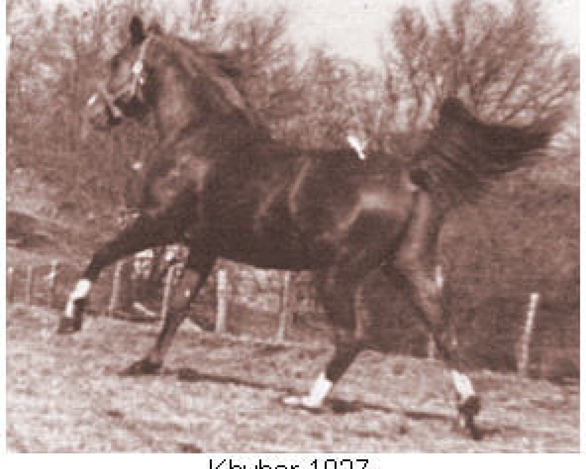 stallion Khyber ox (Arabian purebred, 1934, from Kaibab ox)
