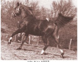stallion Khyber ox (Arabian purebred, 1934, from Kaibab ox)