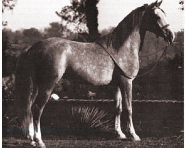 stallion Kaibab ox (Arabian purebred, 1929, from Nuri Pasha 1920 ox)
