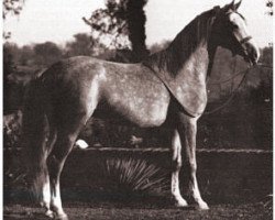 stallion Kaibab ox (Arabian purebred, 1929, from Nuri Pasha 1920 ox)