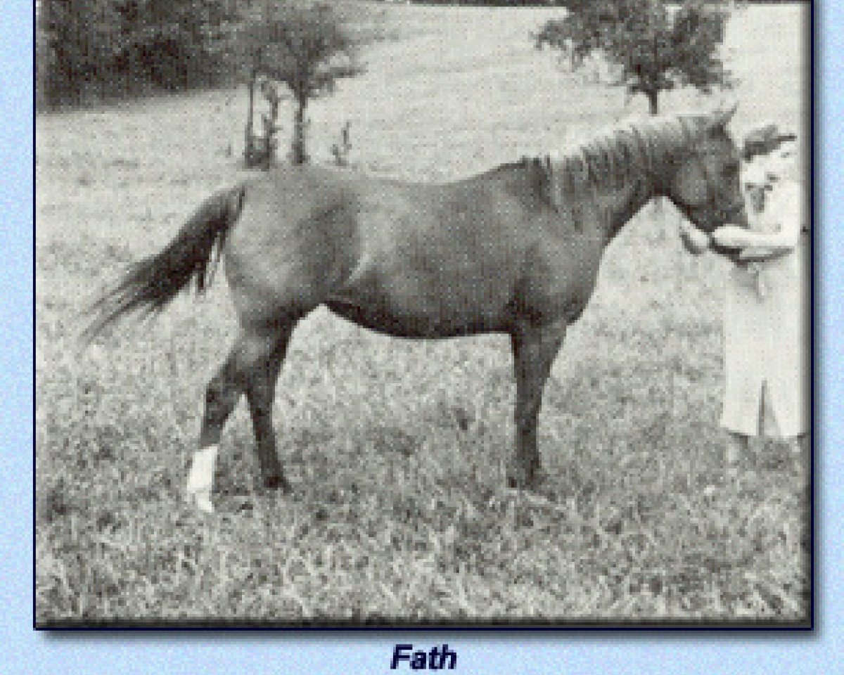 broodmare Fath ox (Arabian purebred, 1926, from Rodan 1906 ox)
