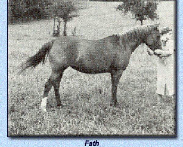 broodmare Fath ox (Arabian purebred, 1926, from Rodan 1906 ox)
