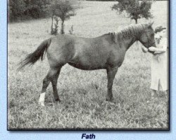 broodmare Fath ox (Arabian purebred, 1926, from Rodan 1906 ox)