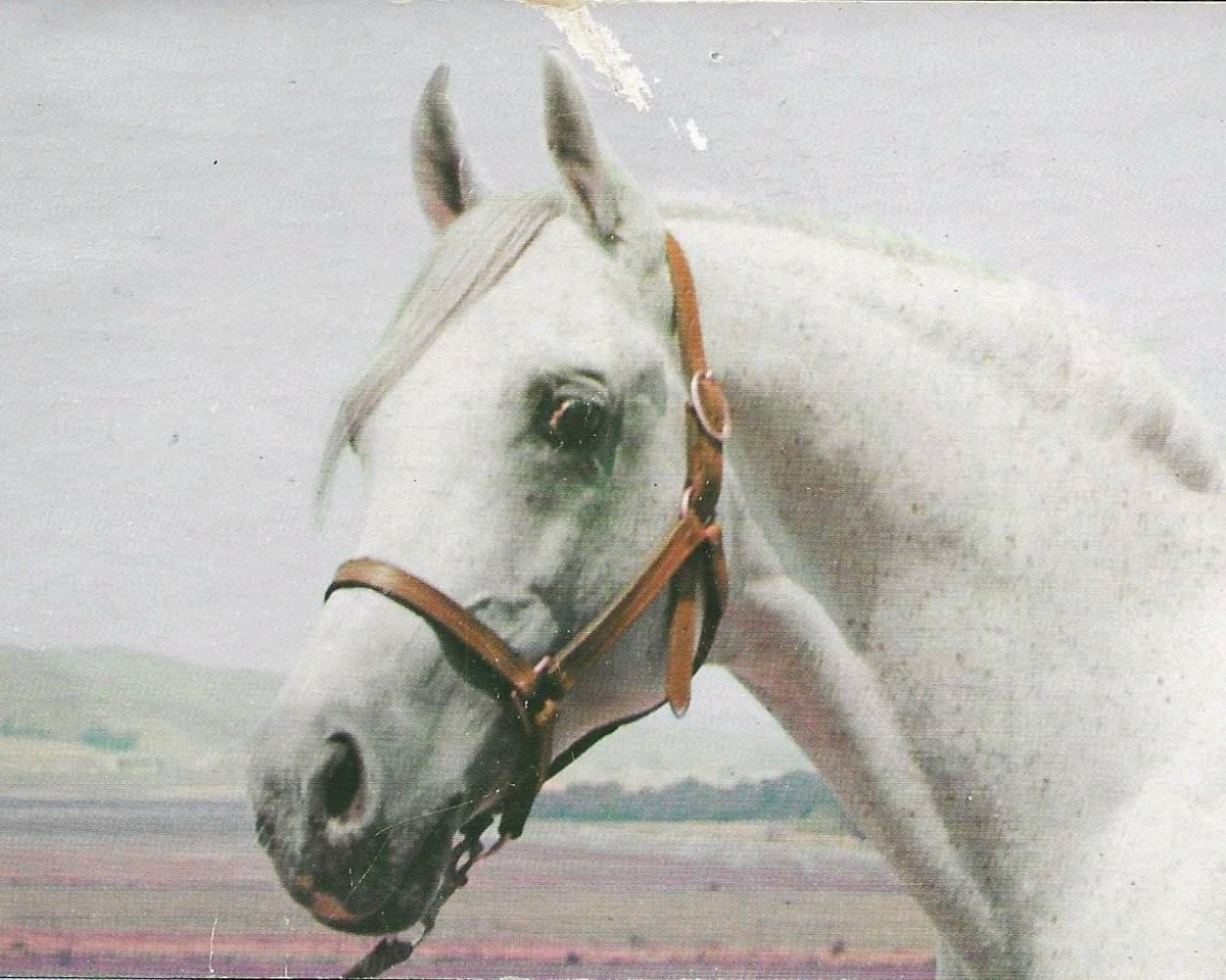 Deckhengst Alyf ox (Vollblutaraber, 1938, von Ronek ox)