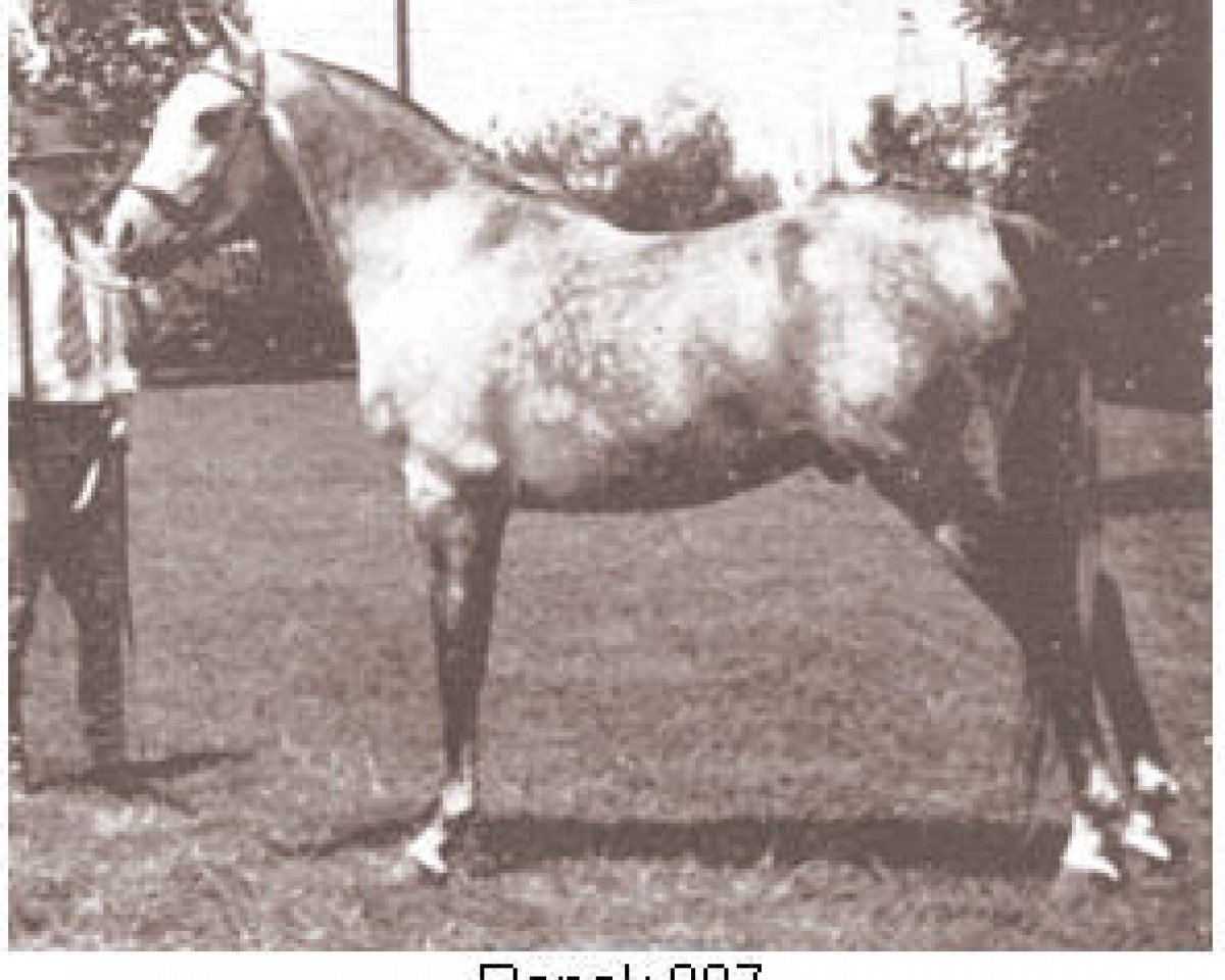 stallion Ronek ox (Arabian purebred, 1931, from Raseyn 1923 ox)