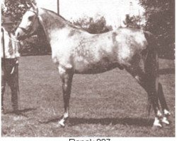 stallion Ronek ox (Arabian purebred, 1931, from Raseyn 1923 ox)