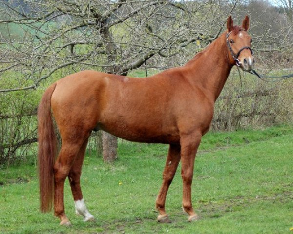 Springpferd Vestamir (Trakehner, 2007, von Pamir ox)