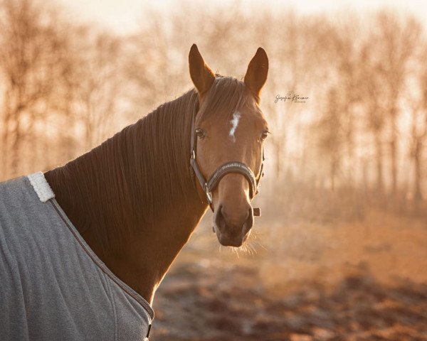 horse Minzbiene (Trakehner, 2020, from In Versuchung)