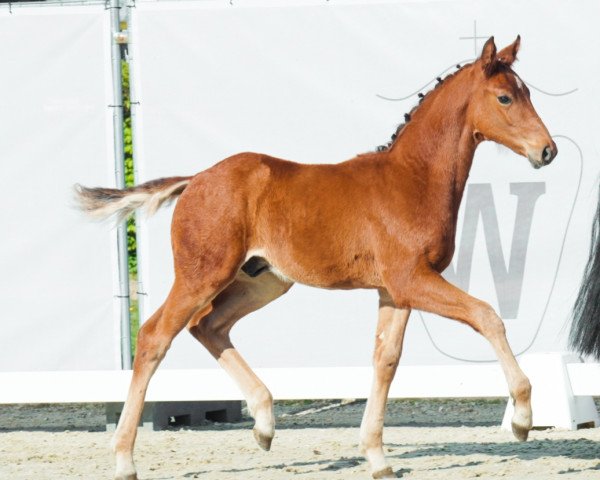 Pferd Donnatello G (Westfale, 2023, von Del Sogno)