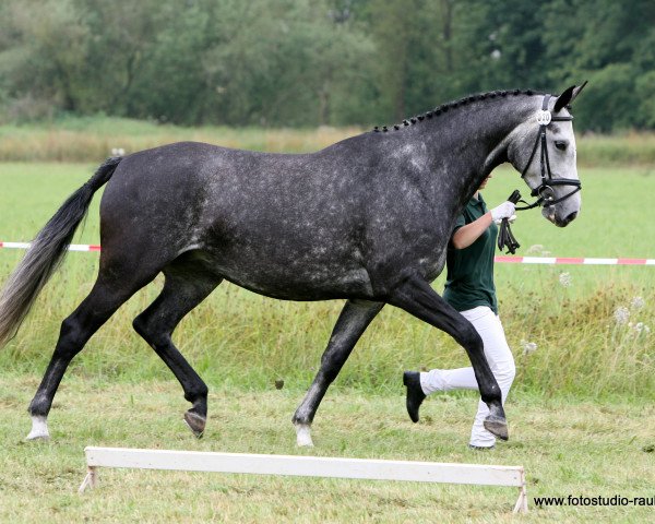 Zuchtstute Simply Senna (Zweibrücker, 2004, von Senna Z)