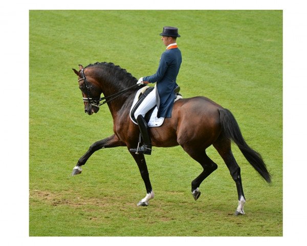 Deckhengst Glock's Johnson Tn (KWPN (Niederländisches Warmblut), 2002, von Jazz)