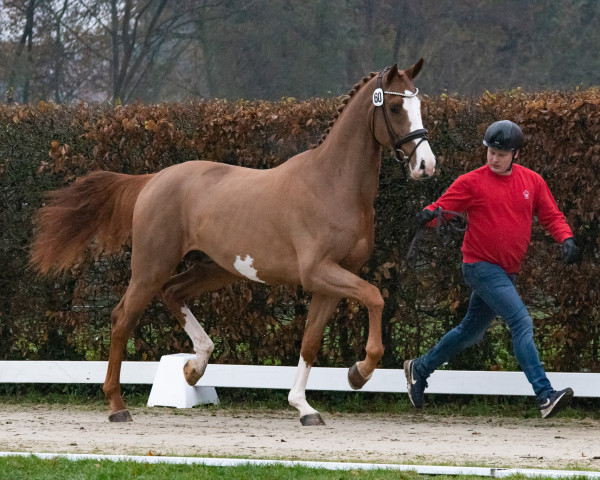 stallion Hengst von Aganix du Seigneur Z / Cicero Z (Westphalian, 2021, from Aganix du Seigneur)
