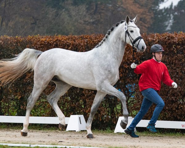 stallion Baggio White (Oldenburg show jumper, 2021, from Baggio 17)