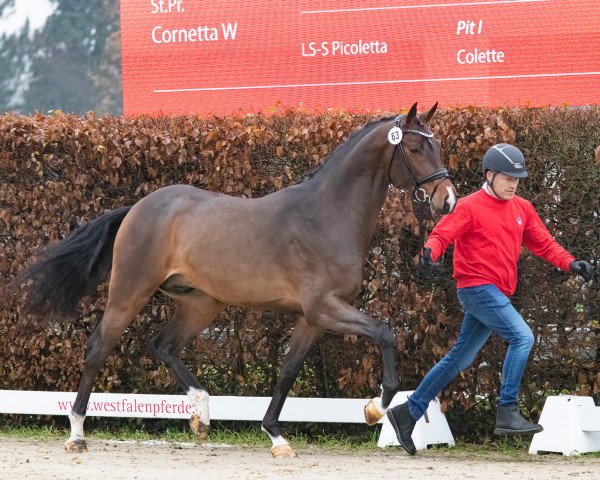stallion Blockbuster II (Westphalian, 2021, from Balous Bellini)
