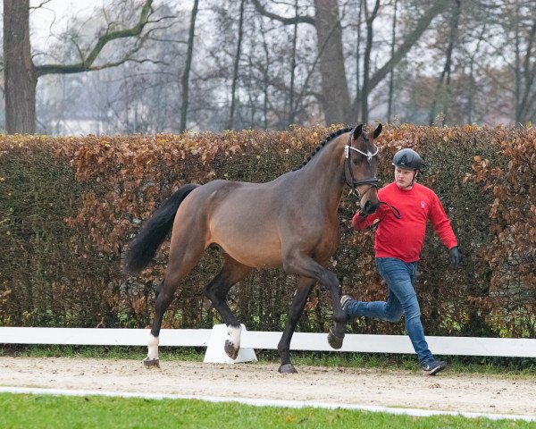 horse Hengst von Comme il faut NRW / Carell (Westphalian, 2021, from Comme il Faut)