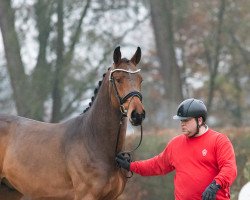 Deckhengst Cathrin's Junior (Westfale, 2021, von Christian's Chacco)