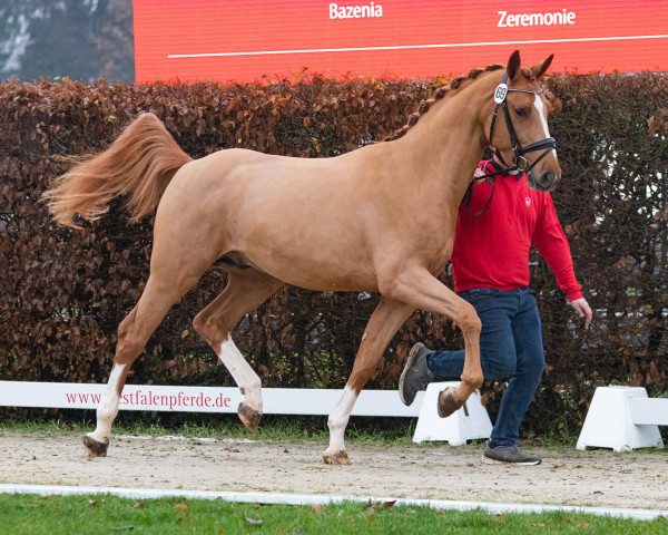 horse Comme D RH Z (Zangersheide riding horse, 2021, from Comme il Faut)