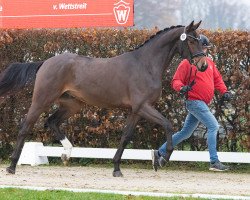 Deckhengst Chac Berry (Hannoveraner, 2021, von Chacfly PS)
