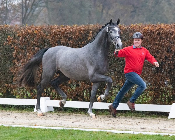 horse Hengst von Con Spirit / Casiro I (German Sport Horse, 2021, from DSP Con Spirit)