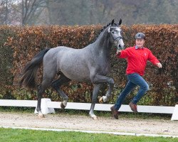 Pferd Hengst von Con Spirit / Casiro I (Deutsches Sportpferd, 2021, von DSP Con Spirit)