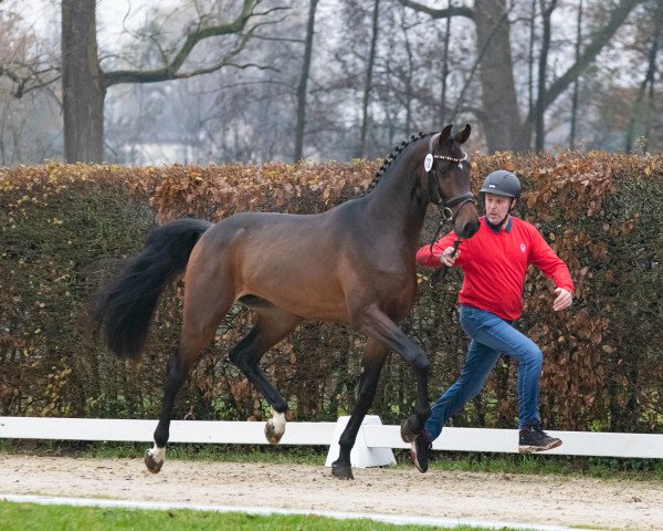 Deckhengst Conthargos Gold (Hannoveraner, 2021, von Conthargos)