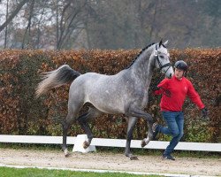 Deckhengst Hengst von Dorian Grey TN Z / Wizzerd (KWPN (Niederländisches Warmblut), 2021, von Dorian Grey BR Z)