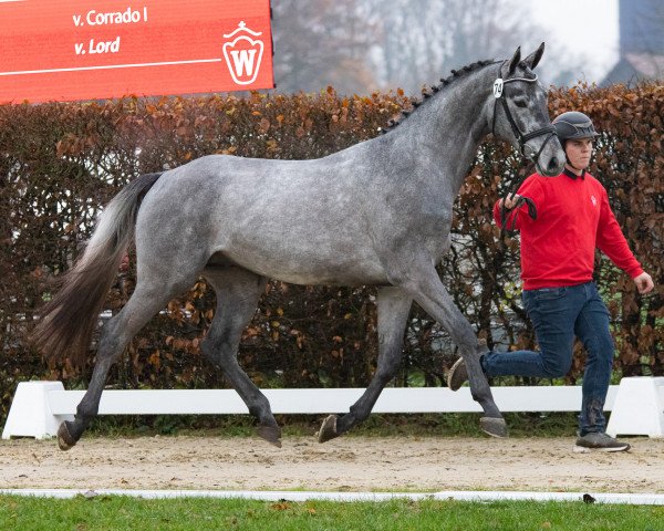 horse Caspian (Westphalian, 2021, from Cornet Obolensky)