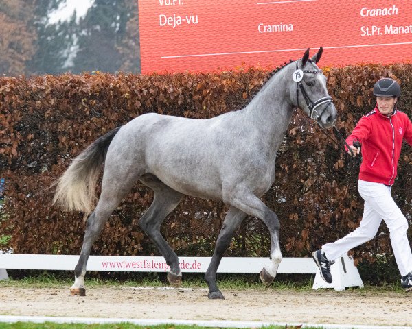 horse Hengst von Cornet Obolensky / Diarado (Westphalian, 2021, from Cornet Obolensky)