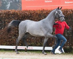 stallion Dean Blue (Westphalian, 2021, from DURANTOS)
