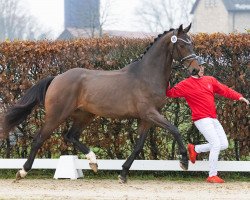 horse Hengst von Grandorado TN / Verdi (KWPN (Royal Dutch Sporthorse), 2021, from Grandorado TN)