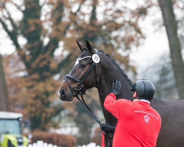 stallion Diamant de Balou (Westphalian, 2021, from Diamant de Casall)