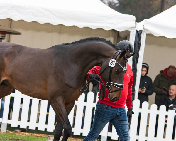 Pferd Hengst von Eldorado van de Zeshoek / Balou du Rouet (Westfale, 2021, von Eldorado van de Zeshoek) Pferd Hengst von Eldorado van de Zeshoek / Balou du Rouet (Westfale, 2021, von Eldorado van de Zeshoek)
