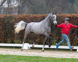 Deckhengst Cash and Go (Westfale, 2021, von Condoctro 3)