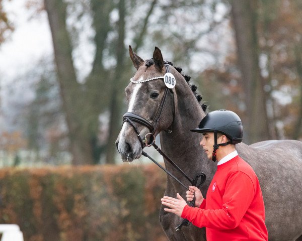 horse Hengst von Levi VDL / Sidney (Westphalian, 2021, from Levi VDL)