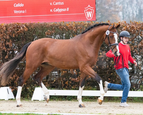 stallion Kartal's Emerald (Oldenburg show jumper, 2021, from Emerald van 't Ruytershof)