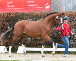 Deckhengst Kartal's Emerald (Oldenburger Springpferd, 2021, von Emerald van 't Ruytershof)