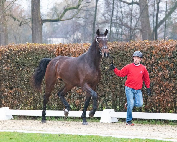 stallion Forza Viola (Westphalian, 2021, from Faut-Il des 7 Vallons)