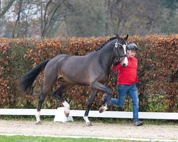 stallion Kingdom Comme (Zangersheide riding horse, 2021, from Panenka de Kalvarie)