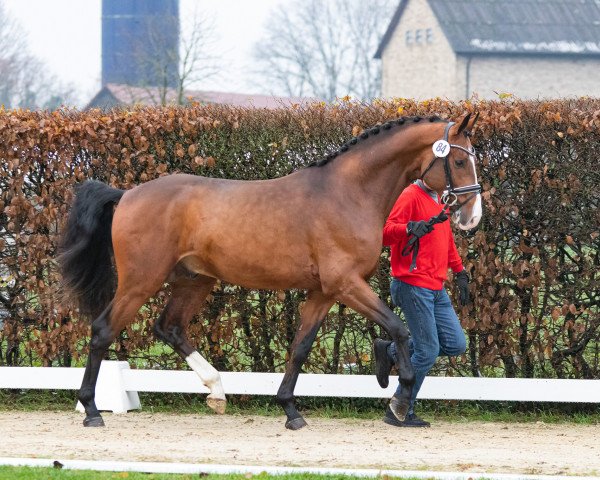 horse Freddy Deluxe (Westphalian, 2021, from Forlee)
